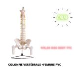 COLONNE VERTÉBRALE+FÉMURS PVC